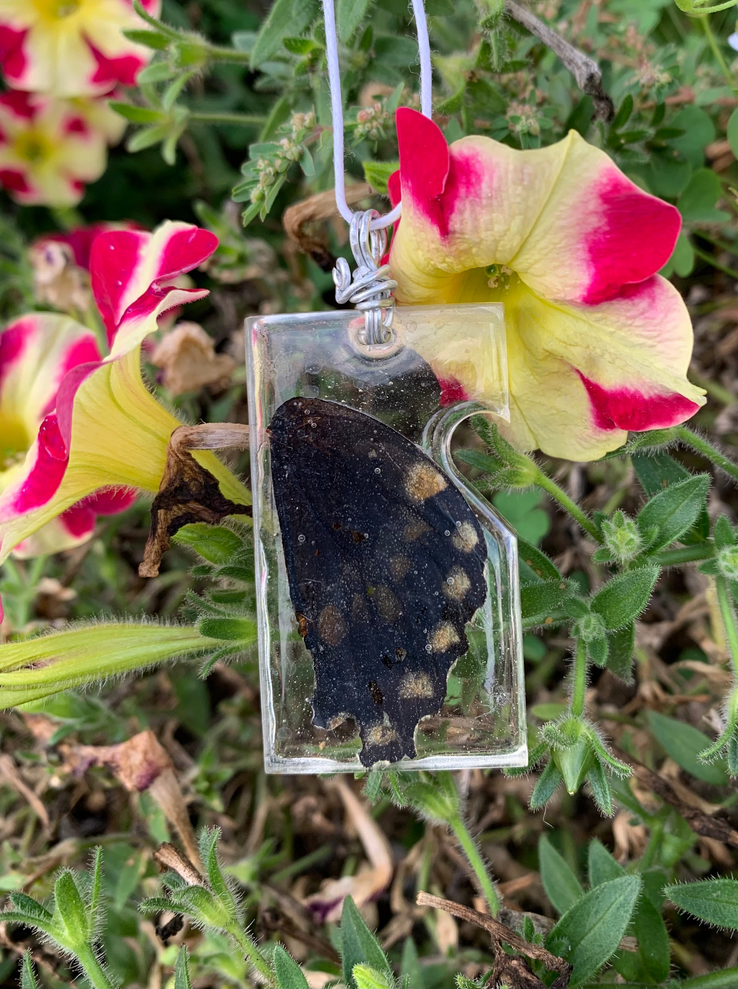🦋 Winged Wonders