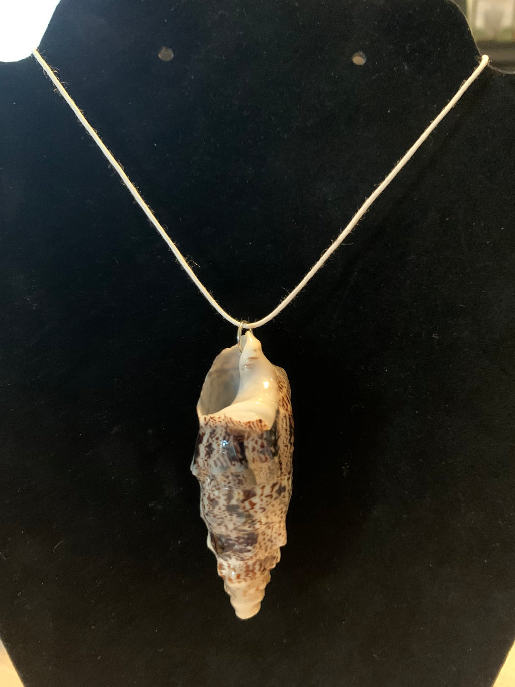 Shell Necklace | Bat Volute Seashell Pendant