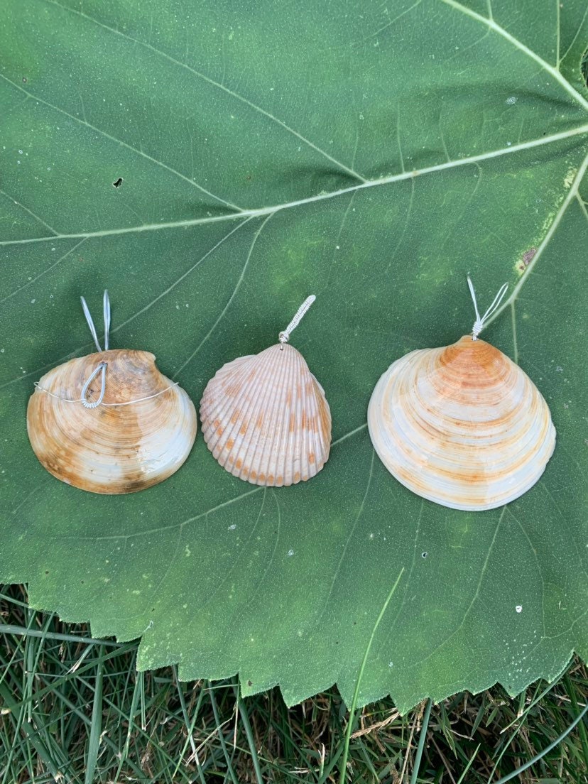 Three seashells on a large green leaf