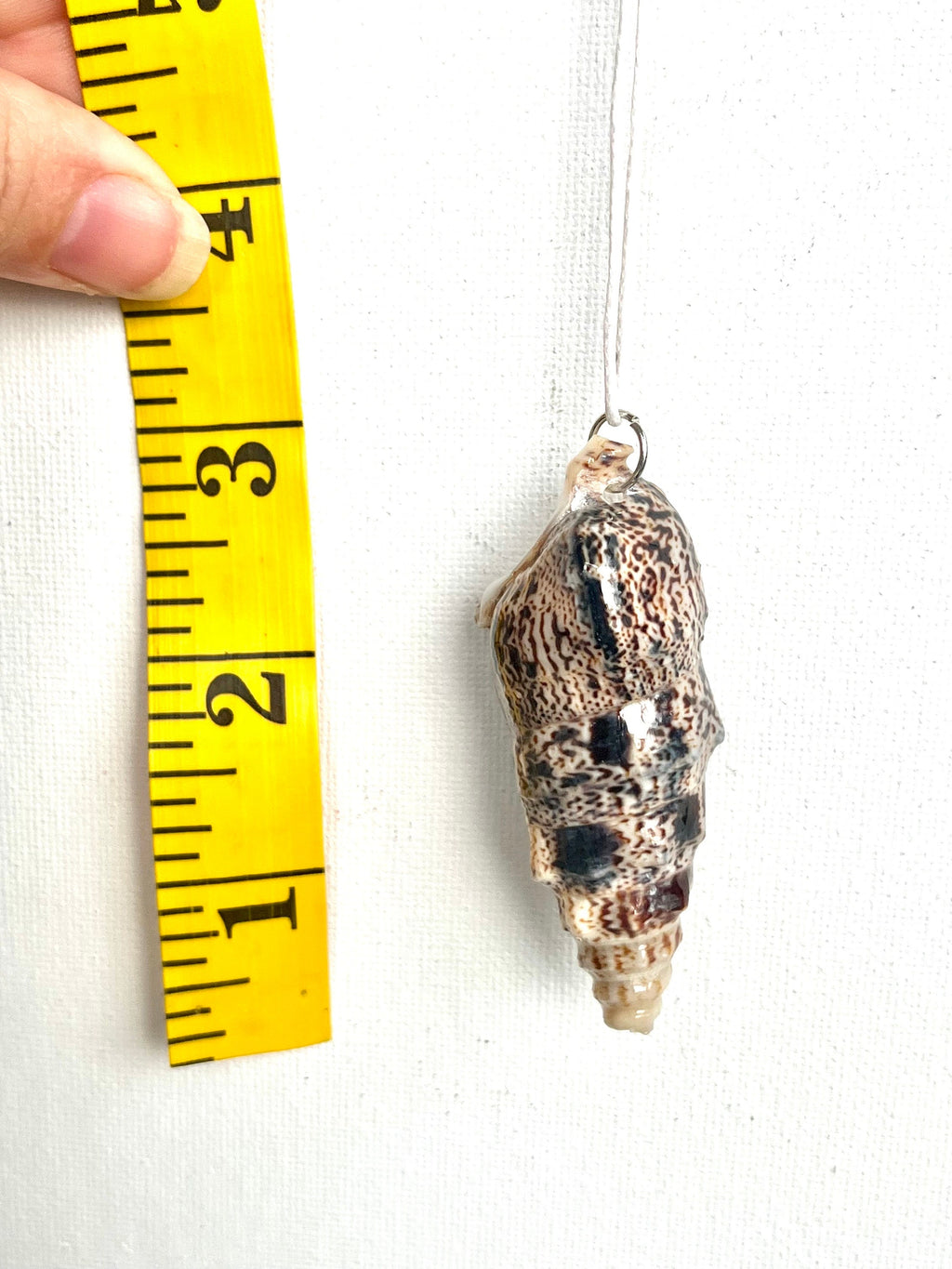 Shell Necklace | Bat Volute Seashell Pendant