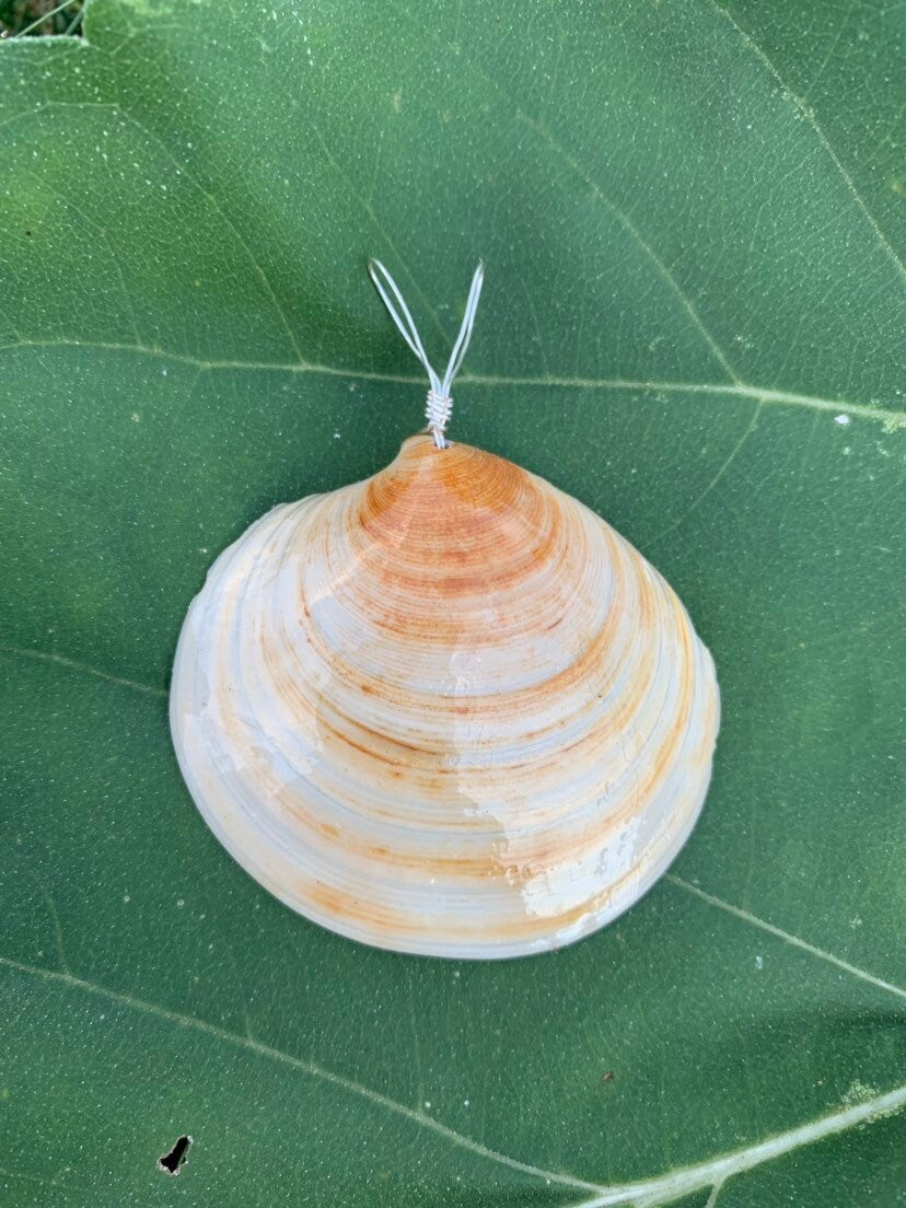 Shell Necklace | Minimalist Seashell Pendant