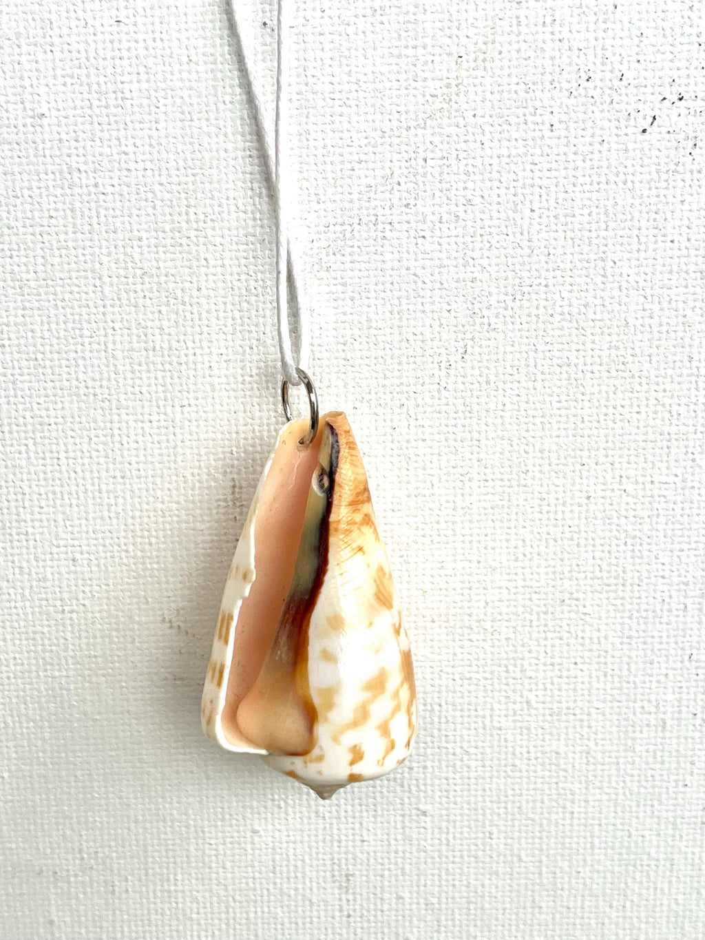 Shell pendant on a silver chain against a light gray background