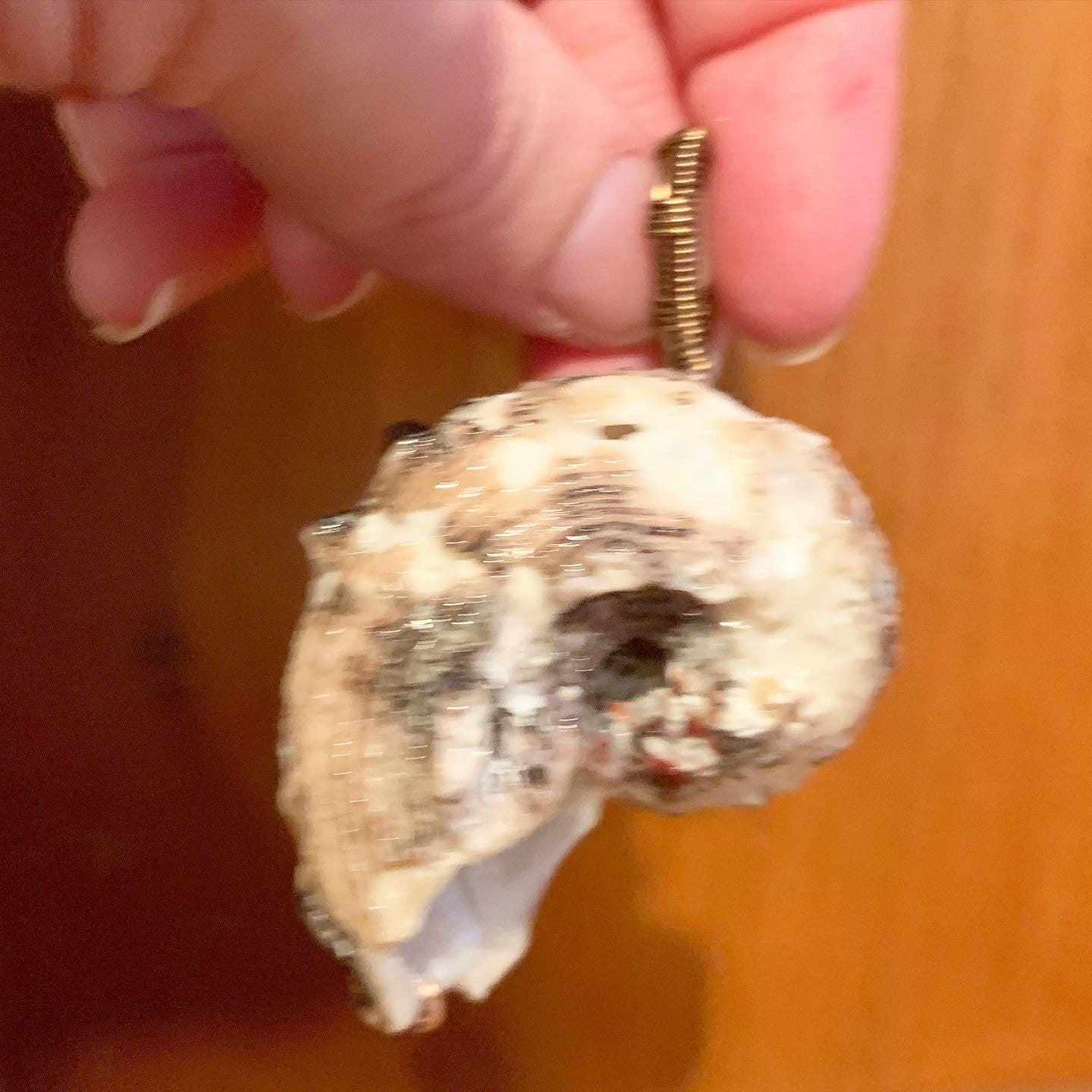 Wire Wrapped Natural Shell Pendant, Spiral Shell with Simple Wire Wrap, Ariel / Little Mermaid Pendant, Beach Jewelry