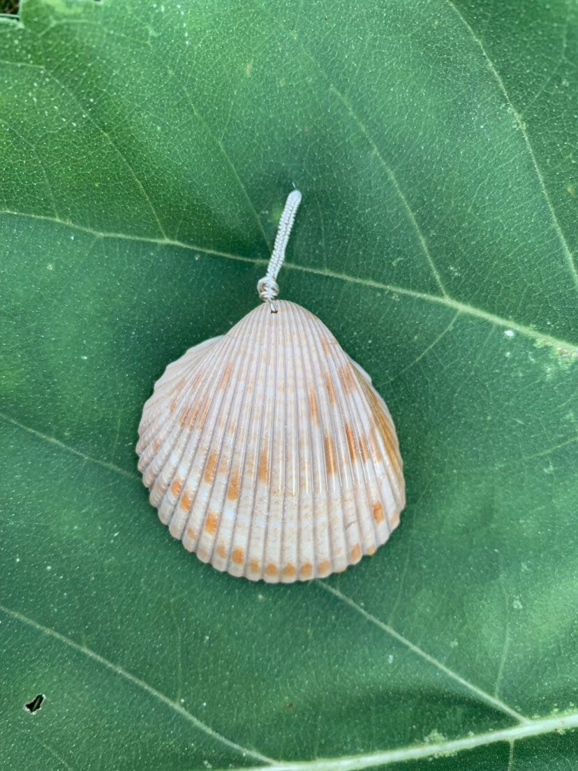 Shell Necklace | Minimalist Seashell Pendant