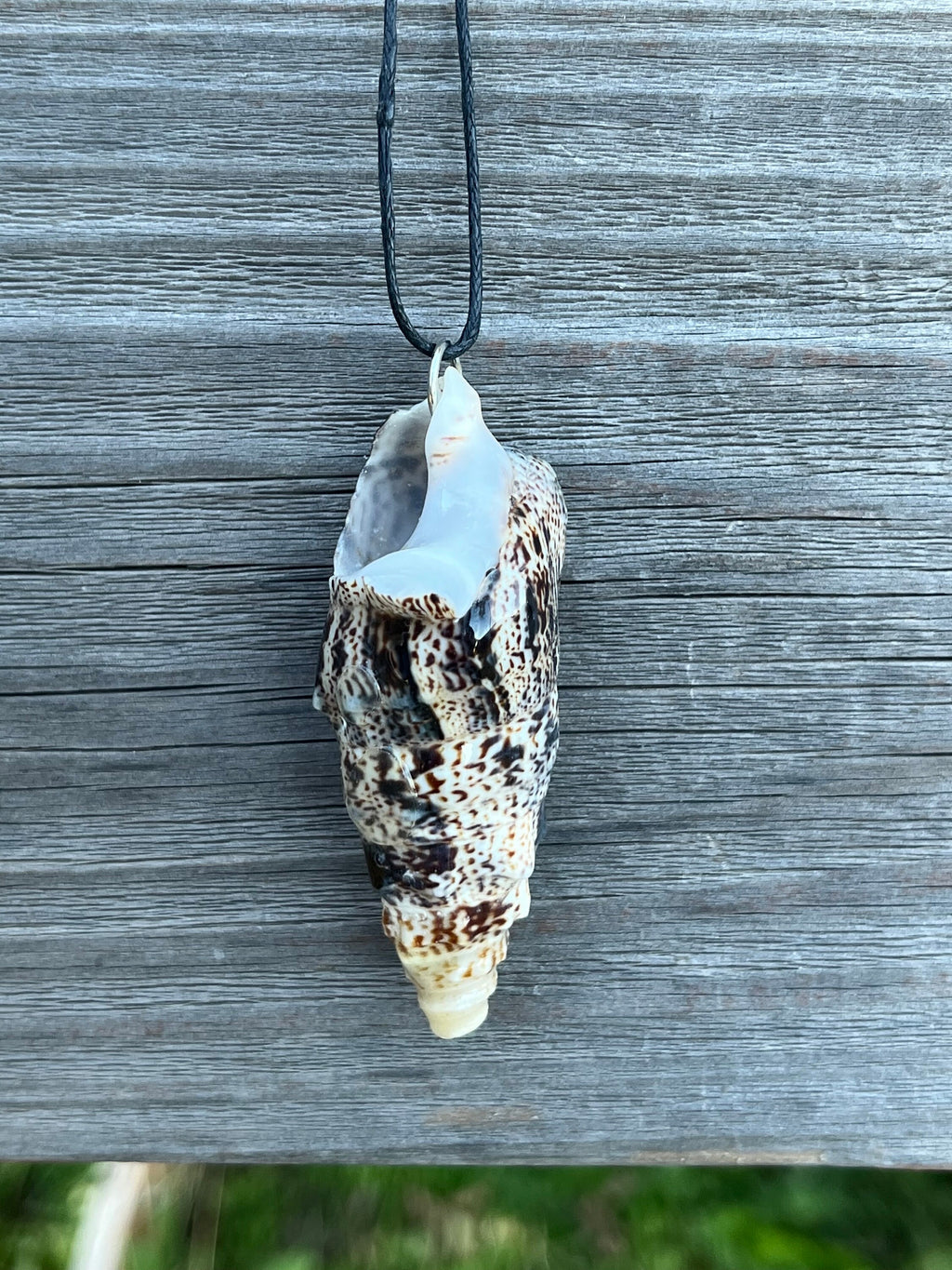 Shell Necklace | Bat Volute Seashell Pendant