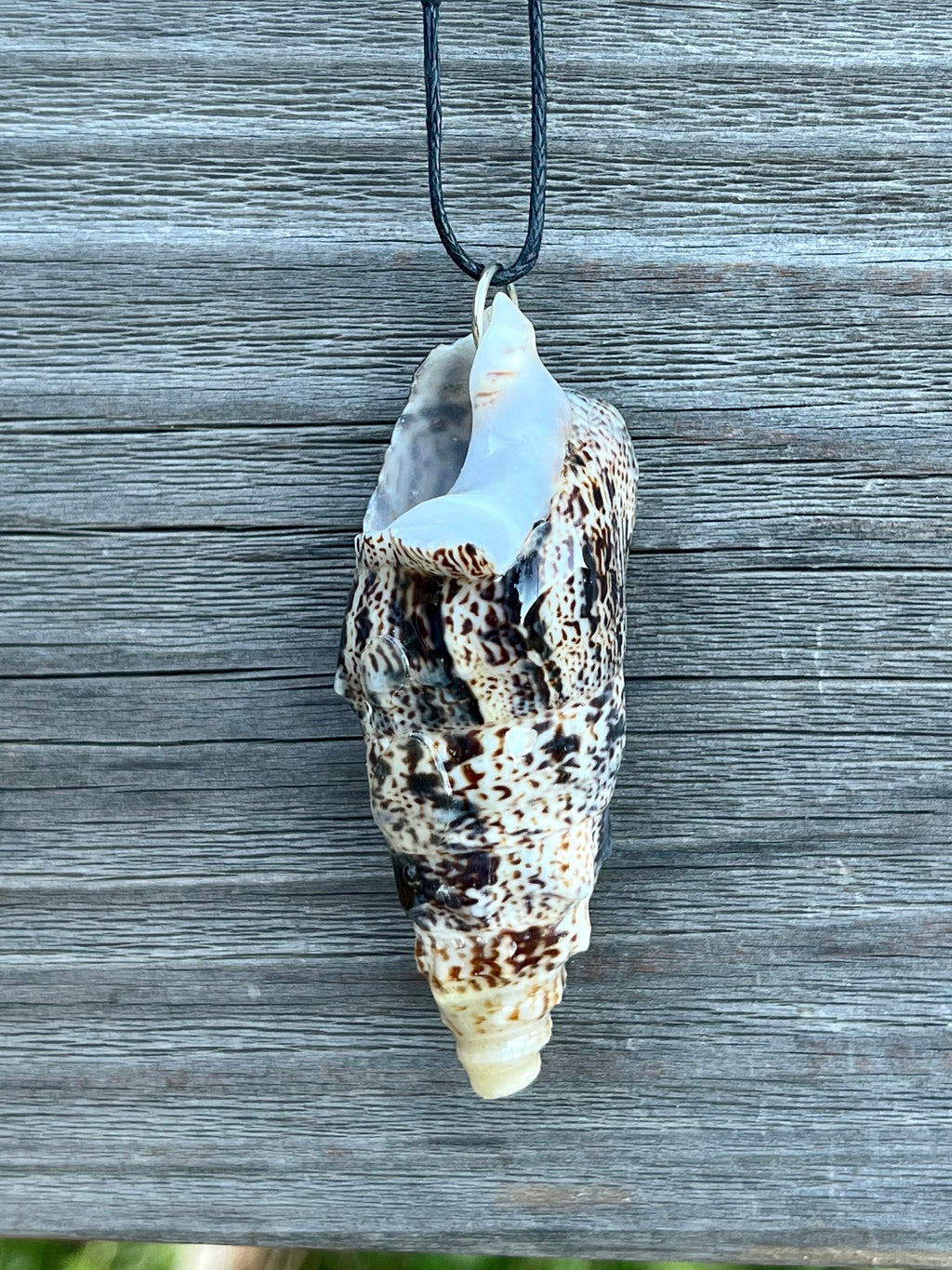 Shell Necklace | Bat Volute Seashell Pendant