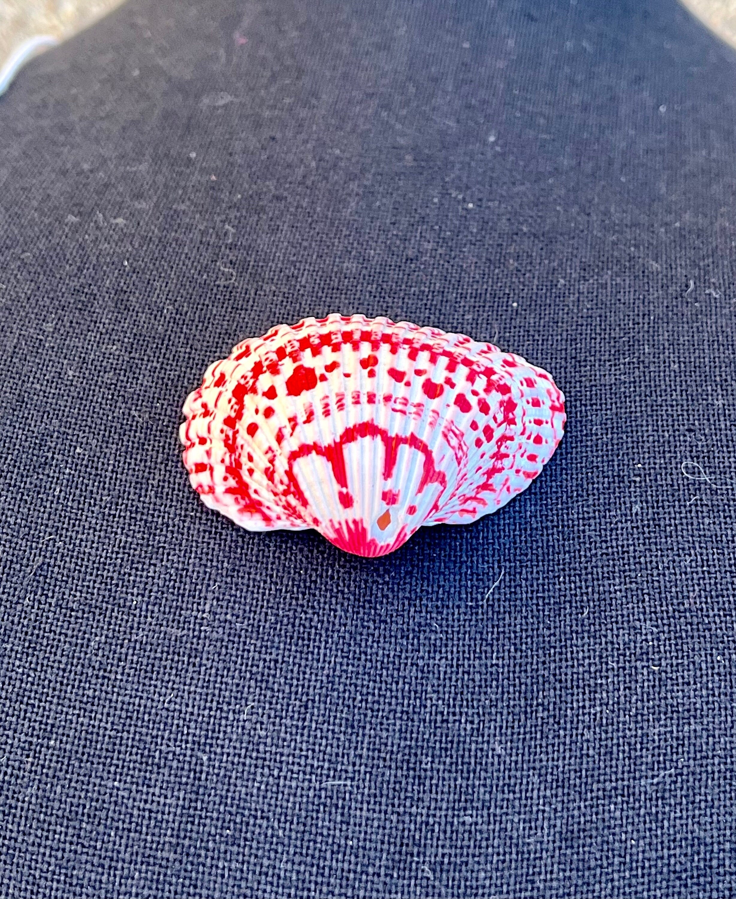 Red Decorated Shell Pendant, Real Seashell Necklace, Red and White Shell Gifts, Ocean Inspired Necklace, Jewelry Gift for Her