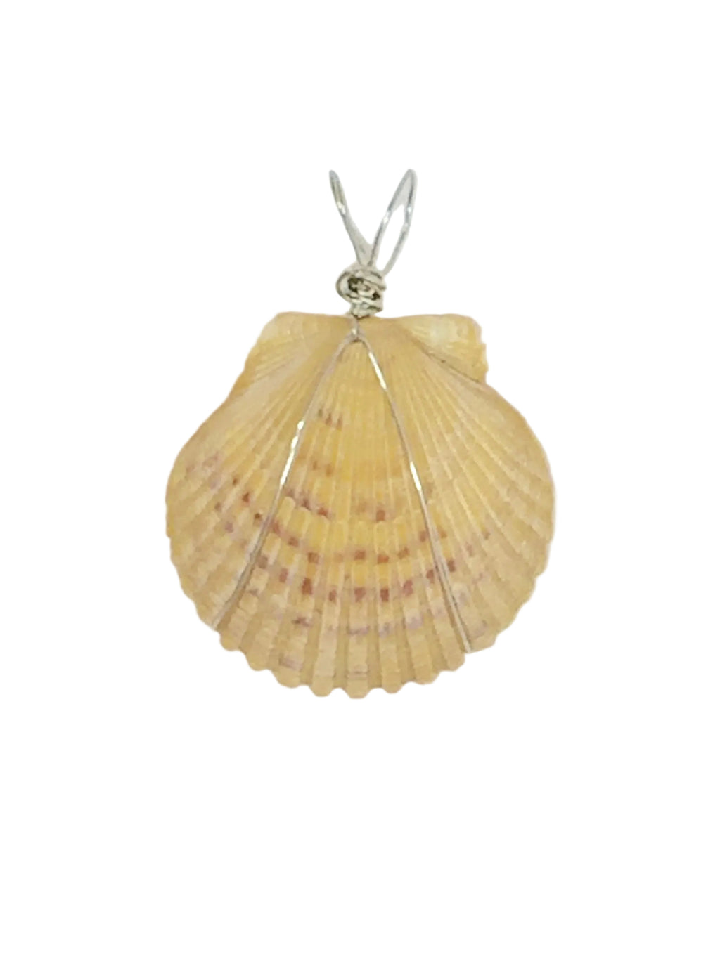 Wire Wrapped Shell Necklace | Lion’s Paw Pendant
