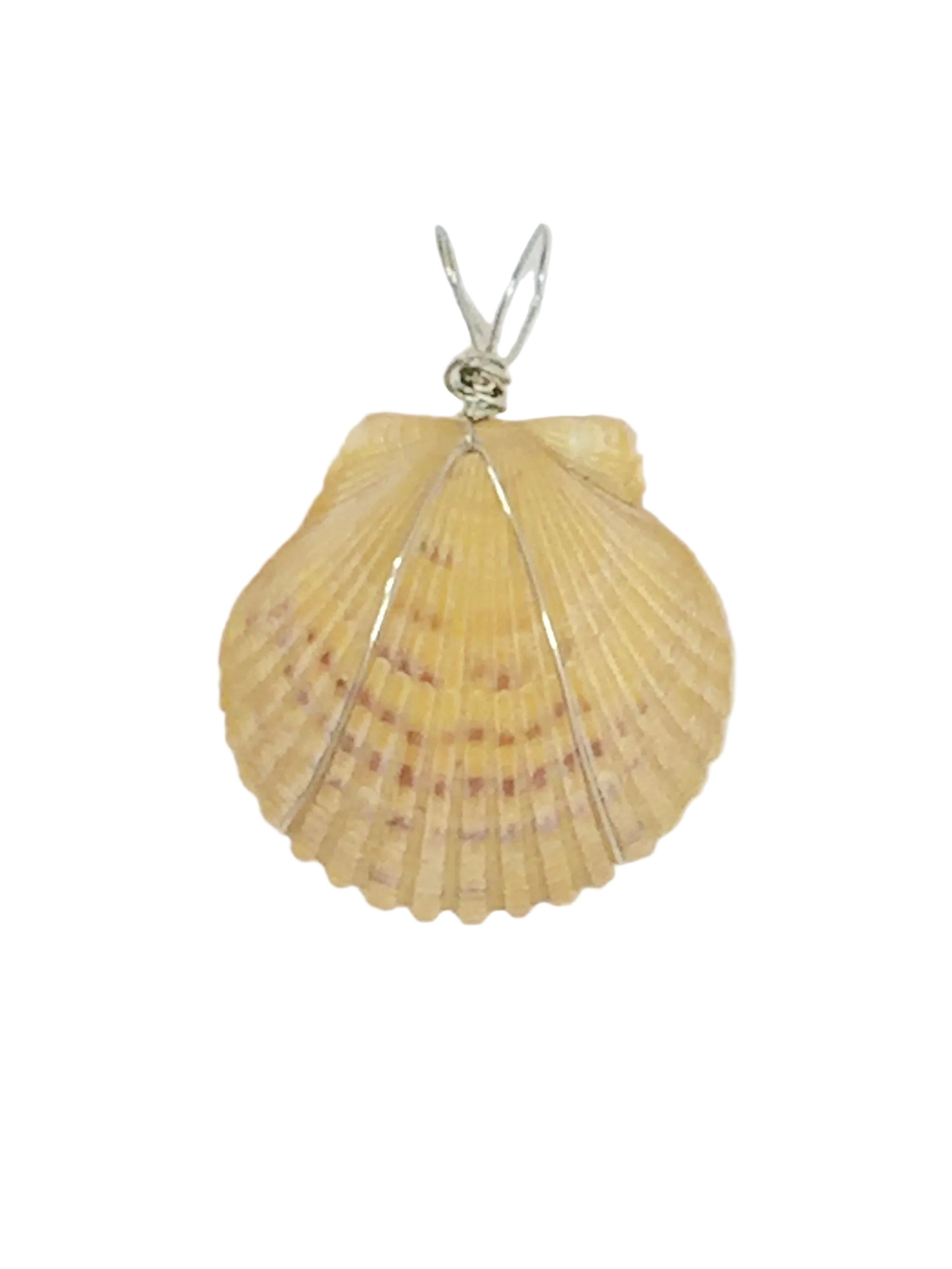 Wire Wrapped Shell Necklace | Lion’s Paw Pendant